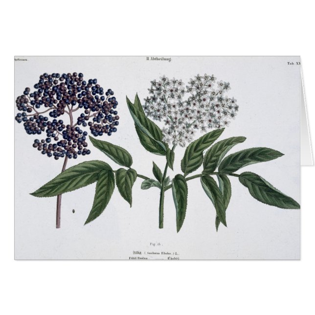 Anciano, fig. 13 "de la persona de tierra firme (Anverso (Horizontal))