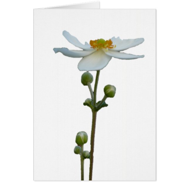 Anémona blanca 1 (Frente)