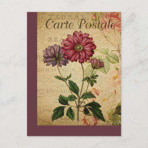 Anemona de la tarjeta postal francesa de origen bo