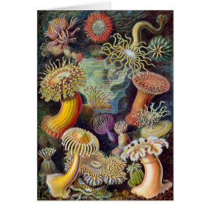 Anemona de mar Haeckel de cosecha