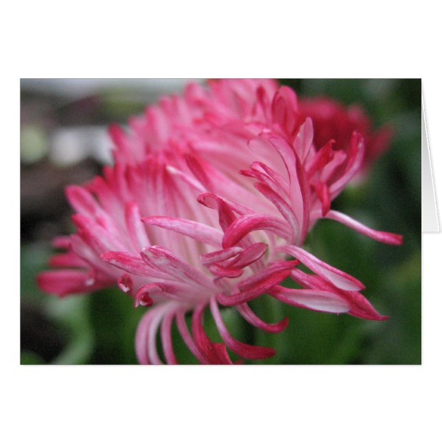 Anémona floreciente (Anverso (Horizontal))