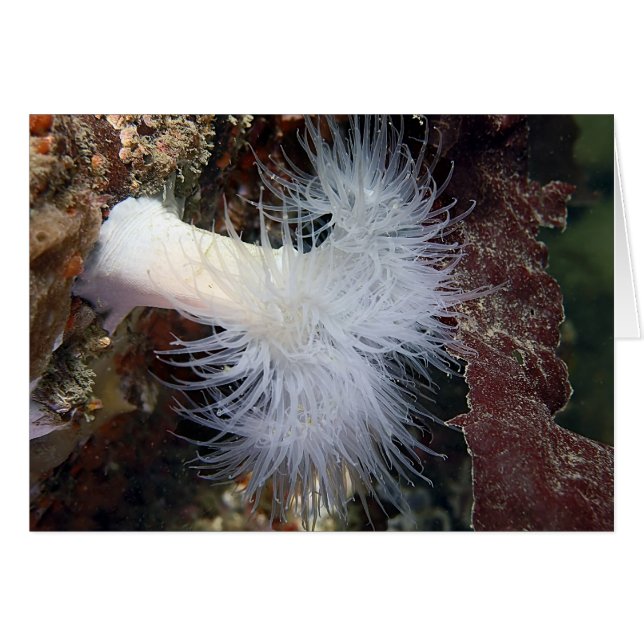 Anémona plumosa (Metridium farcimen) (Anverso (Horizontal))