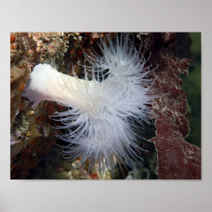 Anémona plumosa (Metridium farcimen) - Arte fino