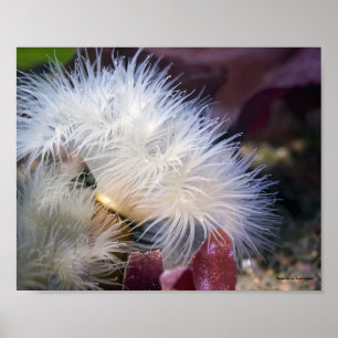 Anémona plumosa - Póster