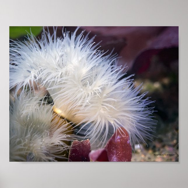 Anémona plumosa - Póster (Frente)