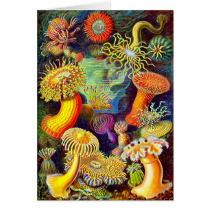 Anémonas del mar de Ernst Haeckel