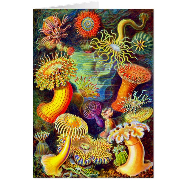 Anémonas del mar de Ernst Haeckel (Frente)