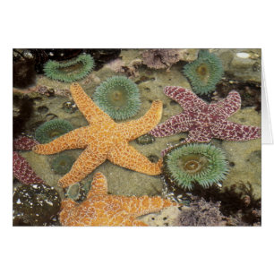 Anémonas verdes gigantes y estrellas de mar ocre