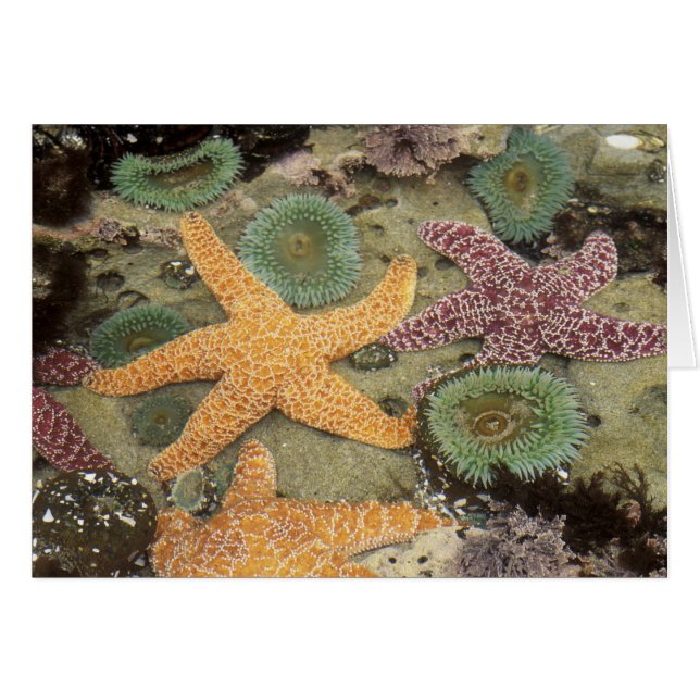 Anémonas verdes gigantes y estrellas de mar ocre (Anverso (Horizontal))