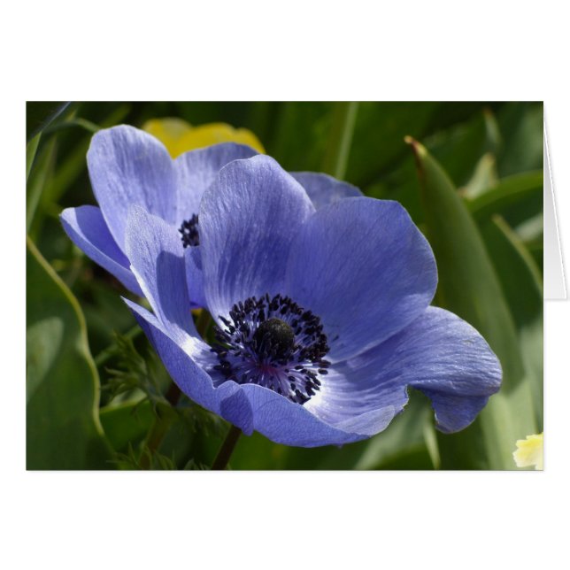 Anemone azul (Anverso (Horizontal))