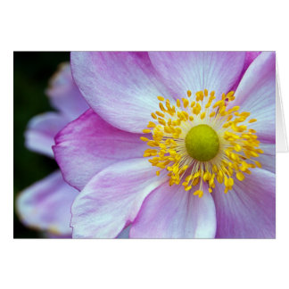 "Anemone japonés" rosado