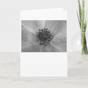 Anemone / Noir, tarjeta