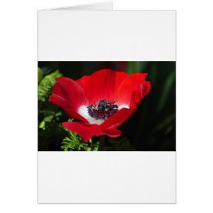 Anemone rojo.JPG