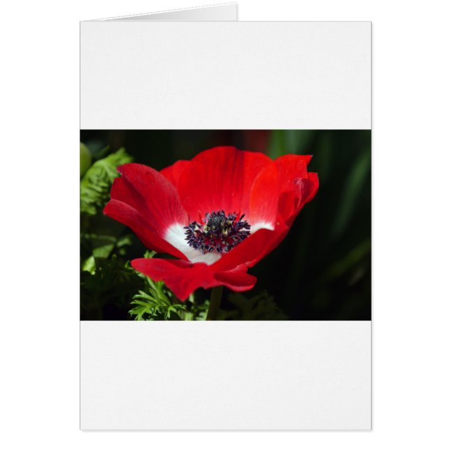 Anemone rojo.JPG (Frente)