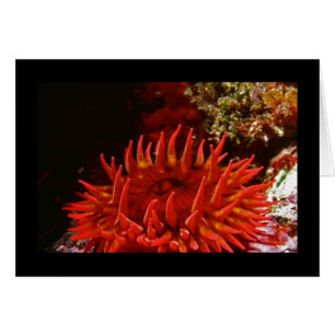 Anemone, Rosa con manchas blancas
