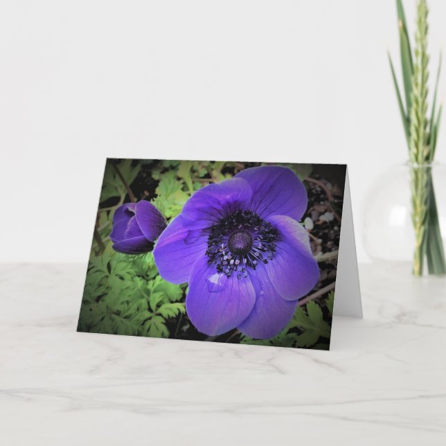 Anemone, tarjeta (Anverso)