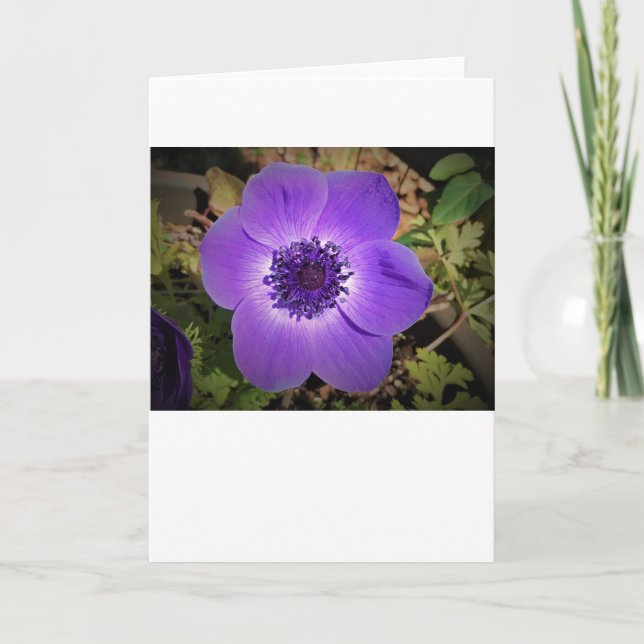 Anemone, tarjeta (Anverso)