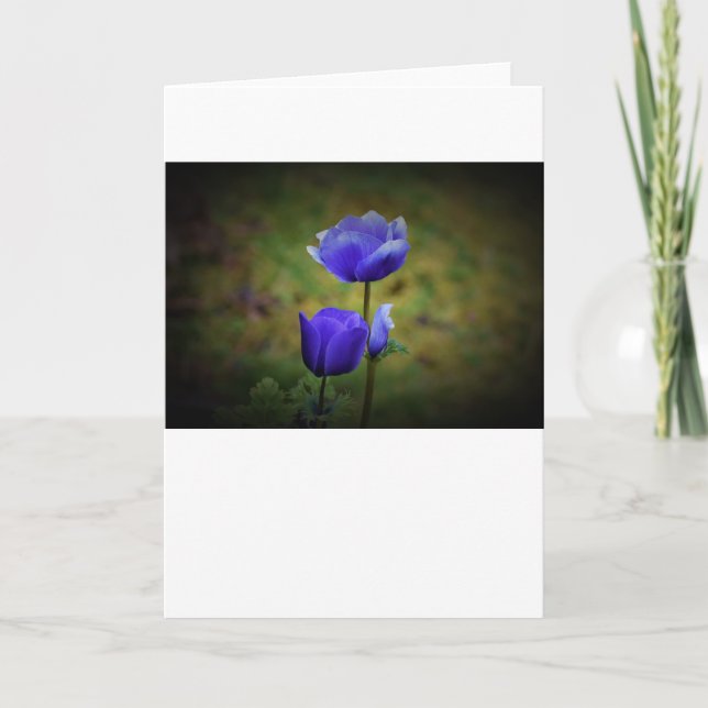Anemone, tarjeta (Anverso)