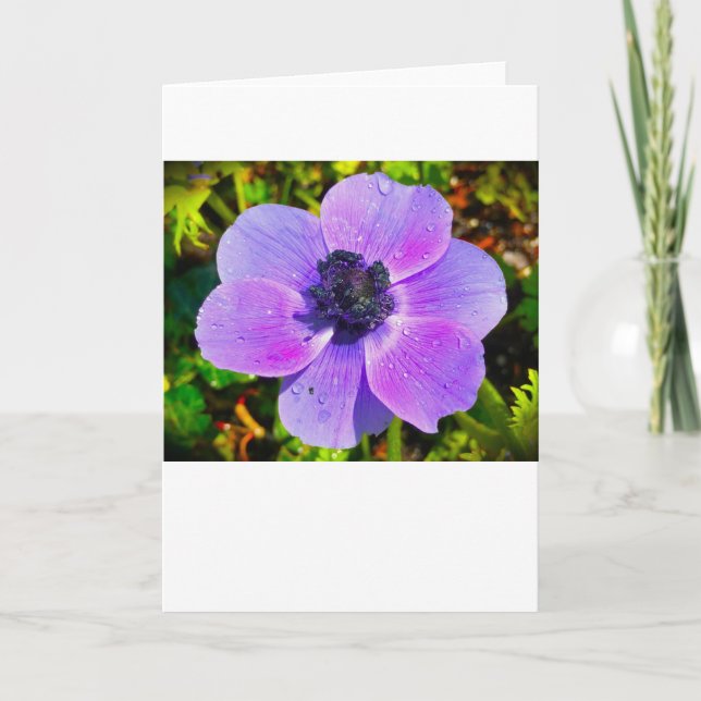 Anemone, tarjeta (Anverso)