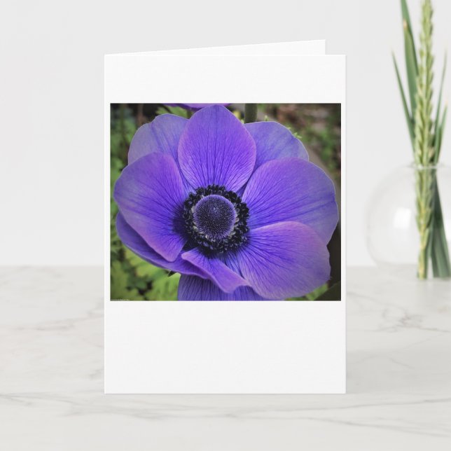 Anemone, tarjeta (Anverso)