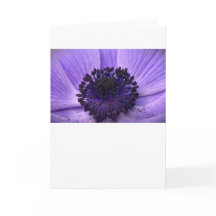 Anemone, tarjeta
