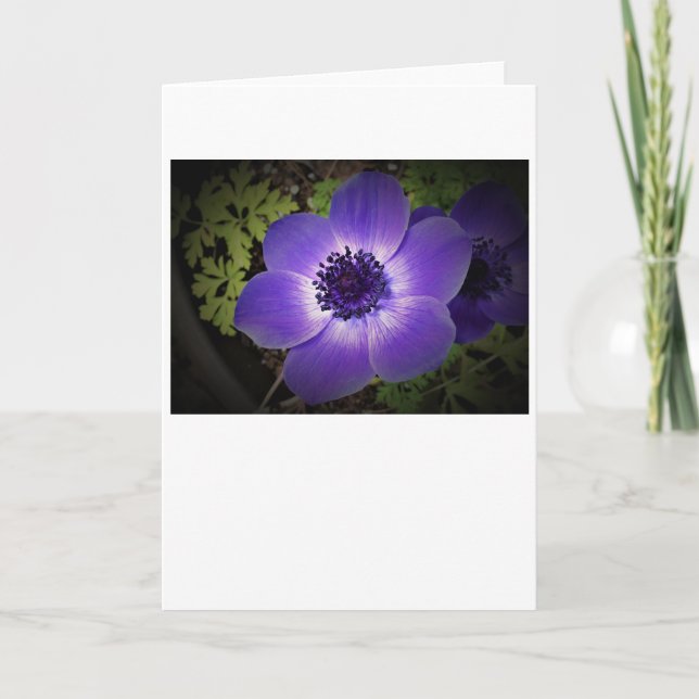 Anemone, tarjeta (Anverso)