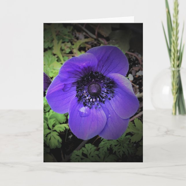 Anemone, tarjeta (Anverso)