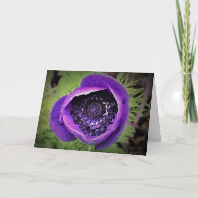 Anemone, tarjeta (Anverso)