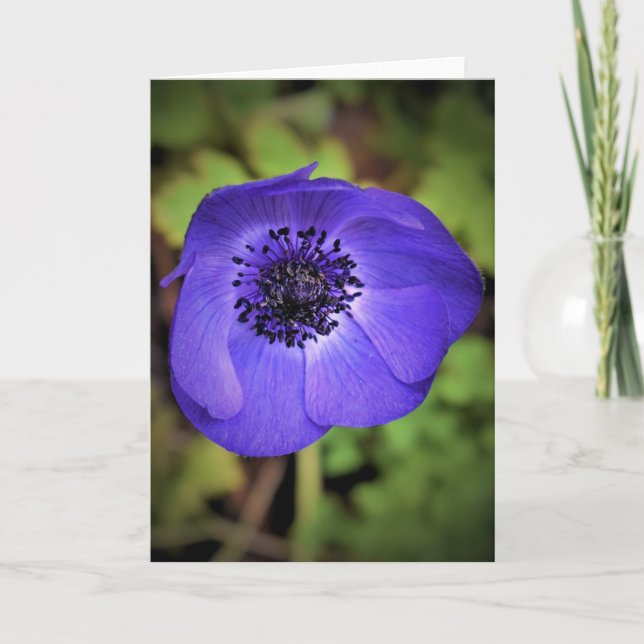 Anemone, tarjeta (Anverso)