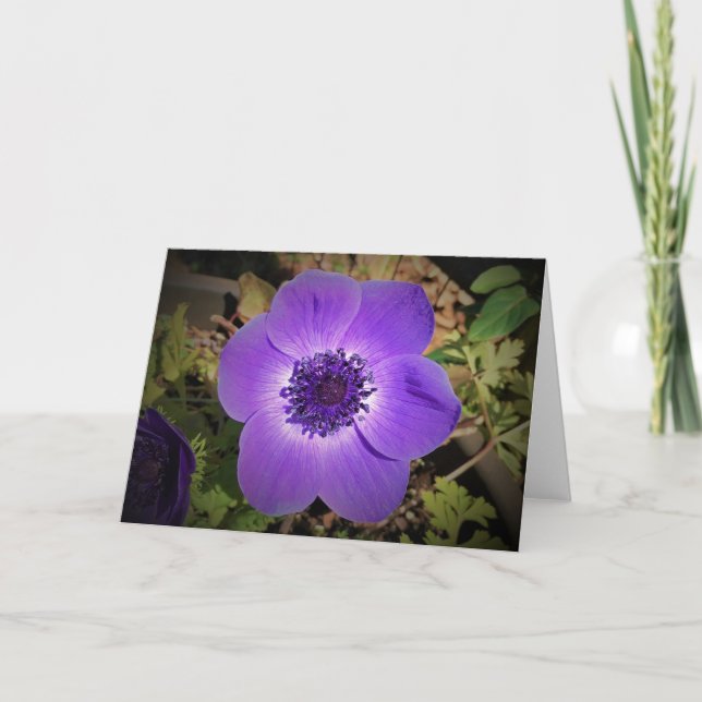 Anemone, tarjeta (Anverso)