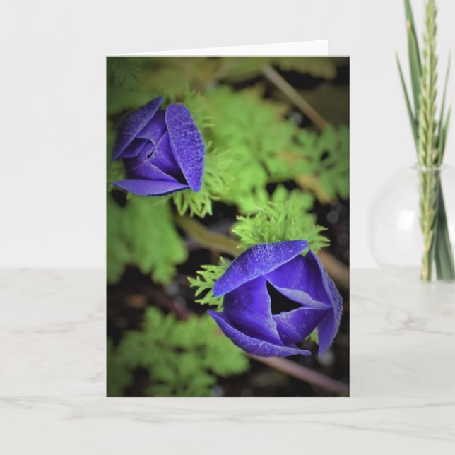 Anemone, tarjeta (Anverso)