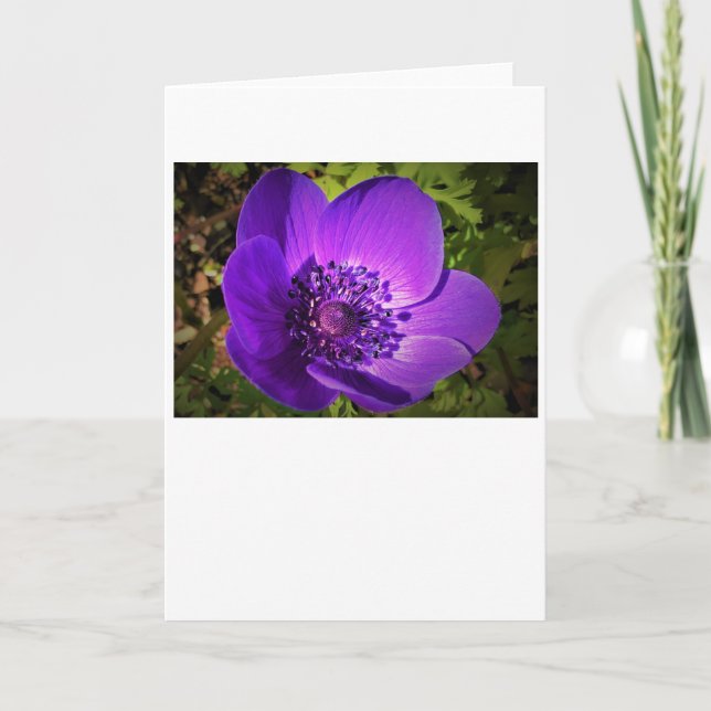 Anemone, tarjeta (Anverso)