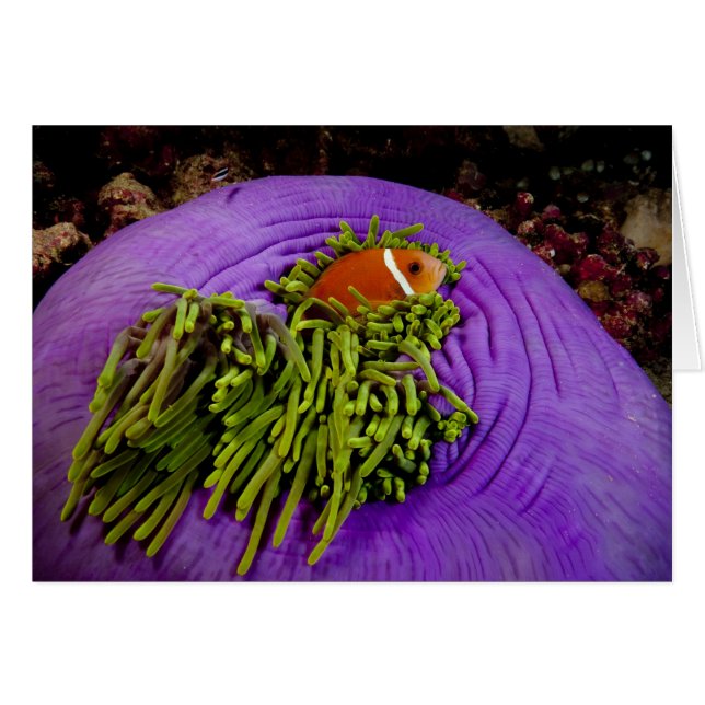 Anemonefish y anémona grande (Anverso (Horizontal))