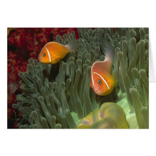 Anemonépez rosa en magnífica anémona marina