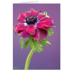 anenome púrpura