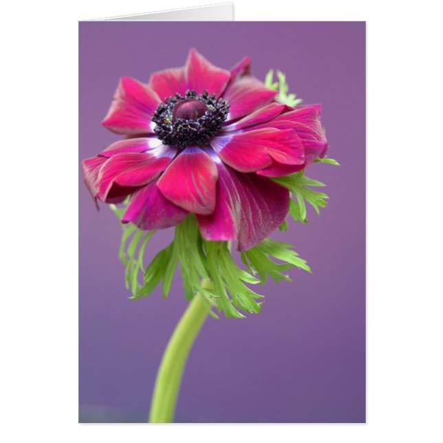 anenome púrpura (Frente)