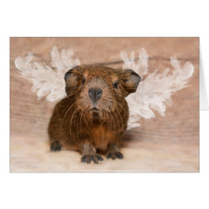 Ángel del conejillo de Indias