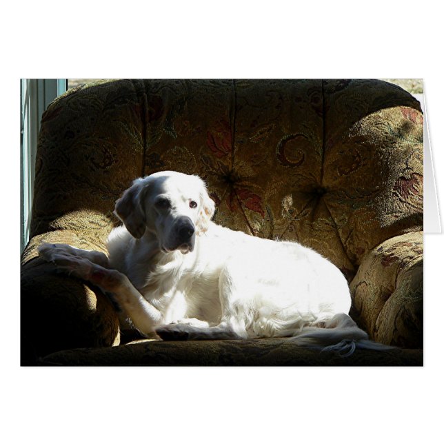 Angel English Setter (Anverso (Horizontal))