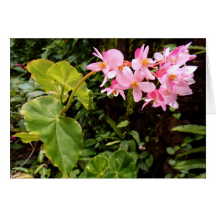 Angel wing Begonia