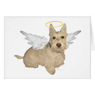 Ángeles Wheaten Scottish Terrier