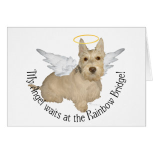 Ángeles Wheaten Scottish Terrier