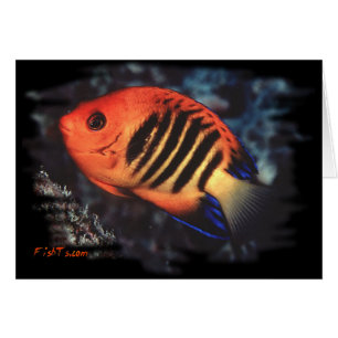 Angelfish de llama por H2Oasis