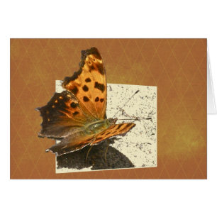 Angle Wing Comma Butterfly Series