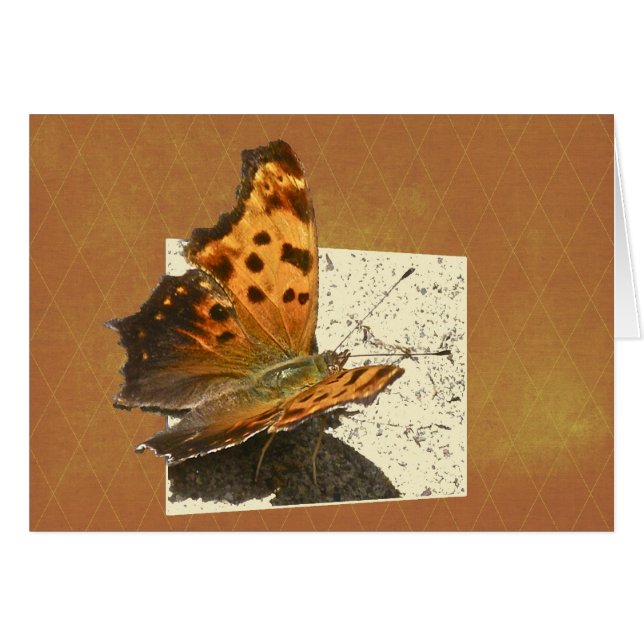 Angle Wing Comma Butterfly Series (Anverso (Horizontal))