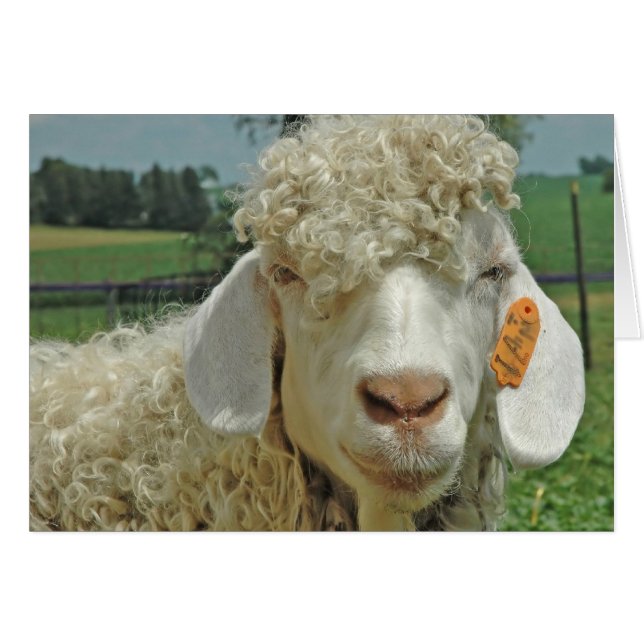 ANGORA GOAT (Anverso (Horizontal))