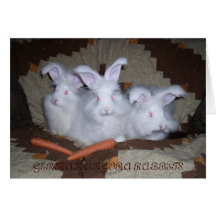 ANGORA RABBITS ALEMANA