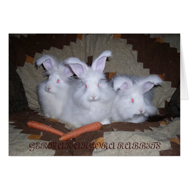 ANGORA RABBITS ALEMANA (Anverso (Horizontal))