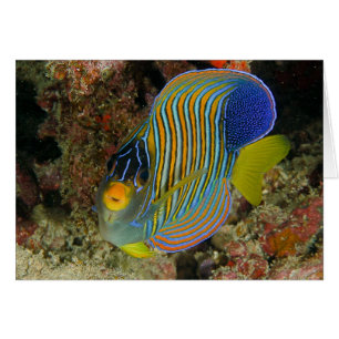 Anguila regal