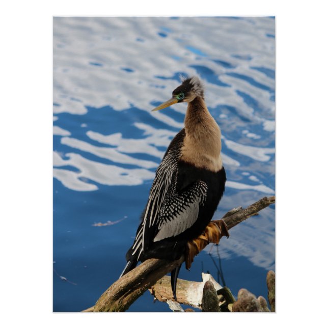 Anhinga Bird Poster (Anverso)