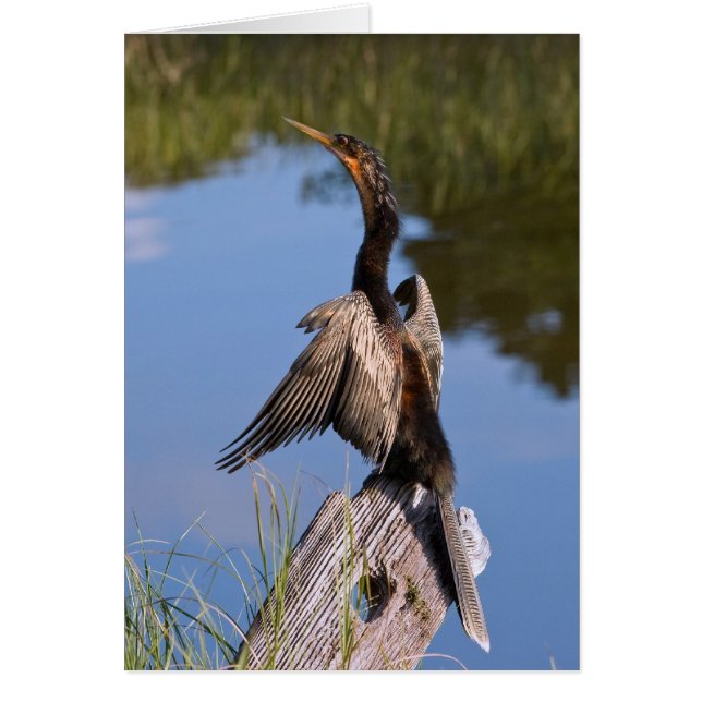 Anhinga en la charca (Frente)